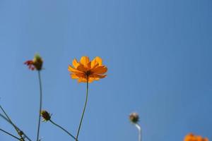 Yellow cosmos flowers in a flower garden photo