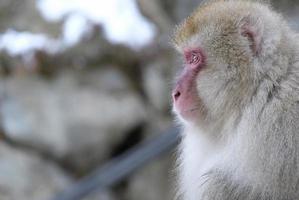 Snow monkey in Nagano prefecture, Japan photo