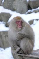 mono de nieve en la prefectura de nagano, japón foto