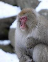 Snow monkey in Nagano prefecture, Japan photo