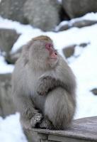 mono de nieve en la prefectura de nagano, japón foto