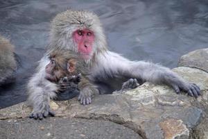 Snow monkey in Nagano prefecture, Japan photo