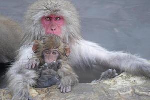 Snow monkey in Nagano prefecture, Japan photo