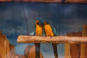 A pair of blue and yellow macaws who are making out in their cages. photo