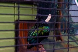 The golden bird that has a unique color is perched while cleaning its feathers. photo