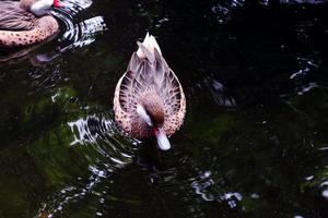 White-cheeked pintails that swim in the pool in the morning. photo