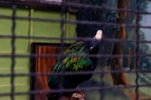 The golden bird that has a unique color is perched while cleaning its feathers. photo