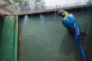 The macaw wagler perched in its cage. photo