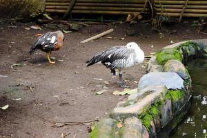 gansos de magallanes que están limpiando sus plumas cerca del estanque por la mañana. foto