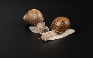 grape snails on a dark background photo