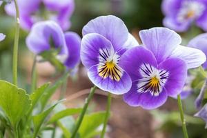 Group of pansy in the garden photo