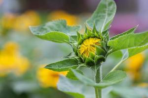 Young sunflower in field on a sunny day photo