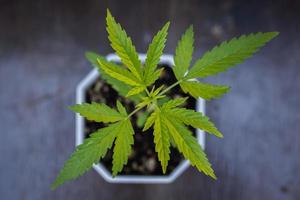 Young cannabis marijuana bush seedling in pot photo