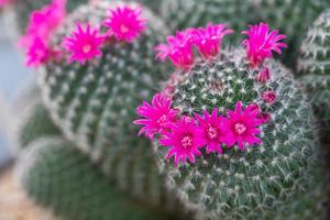 Close up of cactus succulent flower photo