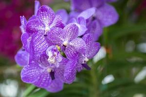 hermosa flor de orquídea que florece en la temporada de lluvias. orquidea vanda foto