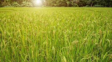 campo de arroz jazmín, cerca de semillas de arroz amarillo maduras y hojas verdes foto