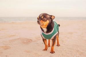 Chihuahua dog at sea. Small breed dog on vacation. Animal, pet. photo