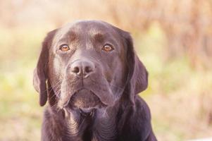 Portrait of a young dog. Labrador retriever on blurred nature background. photo