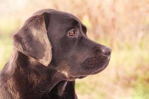 Profile of a labrador retriever dog on a green background. Beautiful young dog. Animal, pet. photo