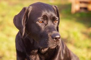 Labrador retriever dog portrait. Black dog with brown eyes. photo