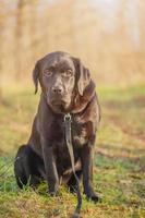 Labrador dog on a walk on a harness with a leash. Young labrador retriever on the background of the forest. photo