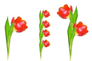 spring colorful flowers tulips. floral collection. photo