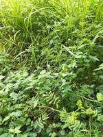 Creative layout of grass in the garden photo