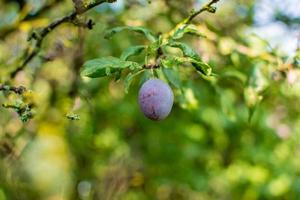 Big one plum with defects, sunny day. Harvest photo