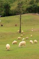 White and taupe sheep are raised on farmer's farms to be sheared, sold and shown to shepherds as an eco-tourism in the warm and slightly cool foothills and valleys to acquaint sheep. photo