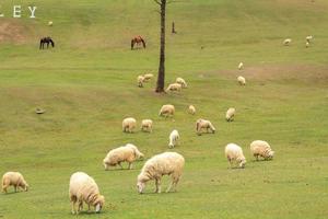 las ovejas blancas y pardas se crían en las granjas de los granjeros para ser esquiladas, vendidas y mostradas a los pastores como ecoturismo en las cálidas y ligeramente frescas colinas y valles para familiarizarse con las ovejas. foto