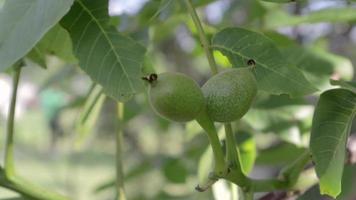 Green raw ripe walnuts on a branch in a green shell. Walnut fruits. Walnut is a nut of any tree of the genus Juglans Family Juglandaceae, Juglans regia. video