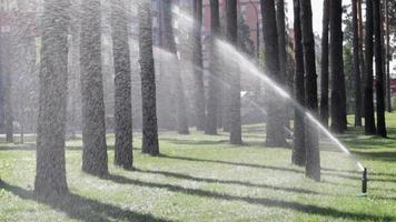 a cabeça do aspersor está molhando o gramado com grama verde. conceito de jardinagem. o jardim inteligente é ativado com um sistema de irrigação por aspersão totalmente automático operando em um parque verde. video