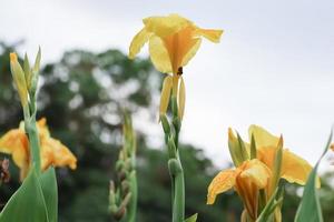 beautiful blooming yellow Canna Lily in the garden photo