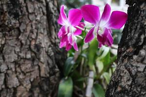 violet blooming orchid in the garden photo