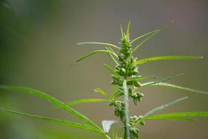 Close-up of the marijuana top on the plant photo