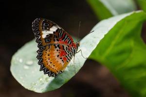 Beautiful striped butterfly perched on green leaf photo