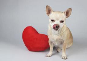 perro chihuahua marrón sentado con una almohada en forma de corazón rojo sobre fondo blanco, lamiendo los labios, aislado. concepto de día de san valentín. foto