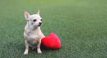 brown Chihuahua dogs sitting  with red heart shape pillow on green grass, looking away. Valentine's day concept. photo