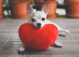 perro chihuahua marrón acostado con almohada en forma de corazón rojo. concepto de día de san valentín. foto