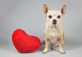 Perro chihuahua marrón sentado con almohada en forma de corazón rojo sobre fondo blanco, mirando a la cámara, aislado. concepto de día de san valentín. foto