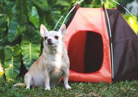 Perro chihuahua de pelo corto marrón sentado frente a una tienda de campaña naranja sobre hierba verde, al aire libre, mirando hacia otro lado. concepto de viaje de mascotas. foto