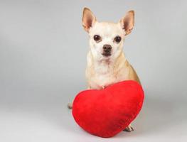 Perro chihuahua marrón sentado con almohada en forma de corazón rojo sobre fondo blanco, mirando a la cámara, aislado. concepto de día de san valentín. foto