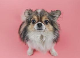 perro chihuahua de pelo largo saludable mirando a la cámara sobre fondo rosa. adorable concepto animal foto
