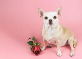 perro chihuahua marrón mirando a la cámara, sentado junto a una rosa roja sobre fondo rosa. mascotas divertidas y el concepto del día de san valentín foto