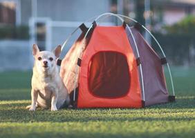 perro chihuahua de pelo corto marrón sentado frente a una tienda de campaña naranja sobre hierba verde, al aire libre con la luz del sol de la mañana, mirando la cámara. concepto de viaje de mascotas. foto