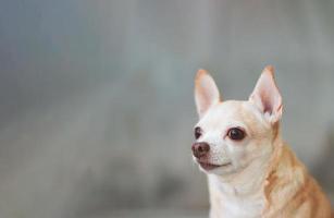 Perro chihuahua de pelo corto marrón sobre fondo de pared de cemento, mirando el espacio de copia. foto de tiro en la cabeza.