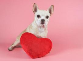 perro chihuahua marrón sentado con una almohada en forma de corazón rojo sobre fondo rosa, mirando a la cámara.aislado. concepto de día de san valentín. foto