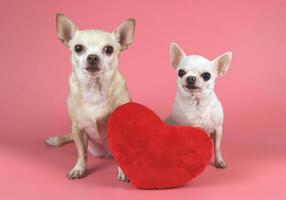 dos perros chihuahua de diferentes tamaños sentados con una almohada en forma de corazón rojo sobre fondo amarillo. concepto de día de san valentín. foto