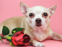 perro chihuahua marrón mirando a la cámara. acostado con rosa roja sobre fondo rosa. animal divertido y concepto de san valentín foto