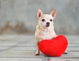 Perros chihuahua de pelo corto marrón sentados con una almohada en forma de corazón rojo en el piso de baldosas borrosas y el concepto de día de San Valentín en la pared de cemento. foto